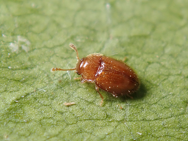 piccolissimo: Symbiotes gibberosus (Endomychidae)